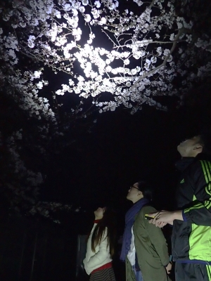 夜桜。     